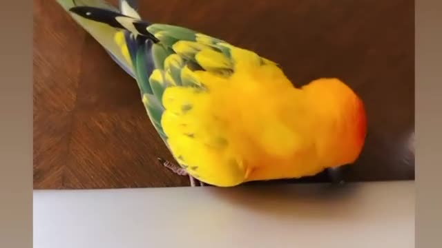 Apple parrot