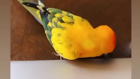 Apple parrot