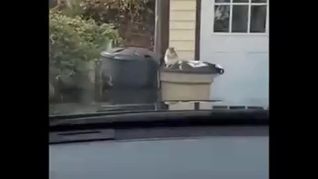 Funniest Animals 🐧 - Best Of The 2020 Funny Animal Videos 😁 - Cutest Animals Ever