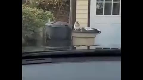 Funniest Animals 🐧 - Best Of The 2020 Funny Animal Videos 😁 - Cutest Animals Ever