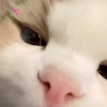 Fanny Cat Video and Kittecat Video