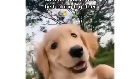 Two lovely Cute puppies