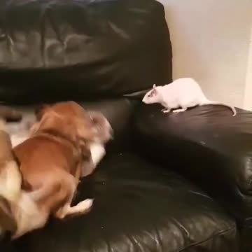 Dog Rat And Cat Play Fighting 2021