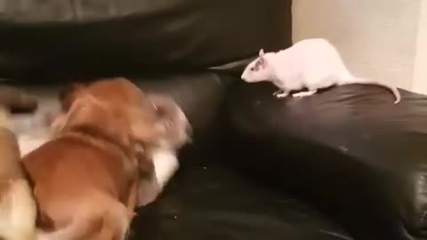 Dog Rat And Cat Play Fighting 2021
