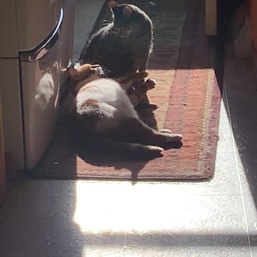 Lucky shares his sunny spot with Keke