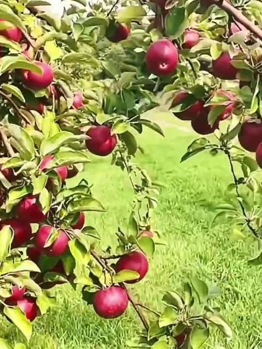 Montreal Apple That Will Blow Your Taste Buds Away #shorts