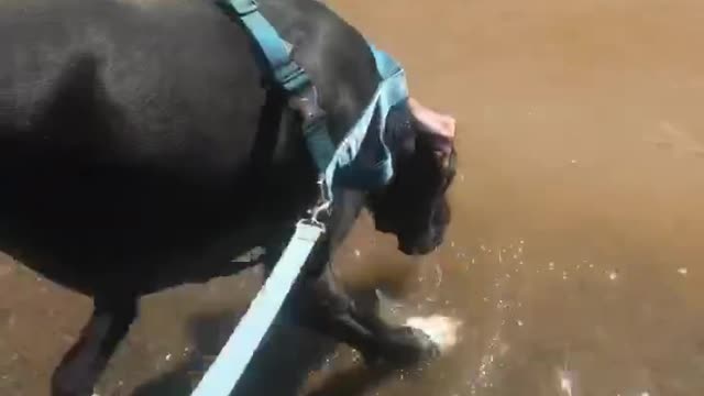 Great Dane Drinks Water