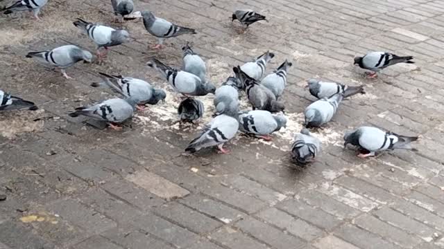 Hungry Pigeon Short Video By Kingdom Of Awais