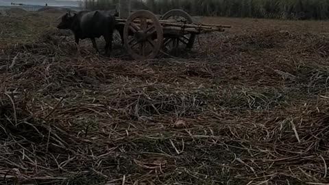 Buffalo Cart