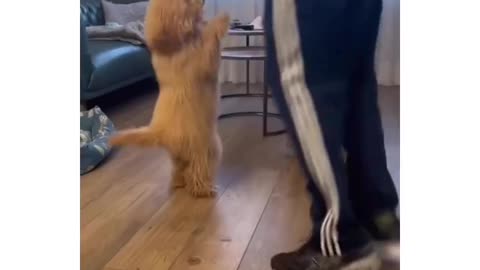 The Best Video You Can See Today!!!▼⁠・⁠ᴥ⁠・⁠▼