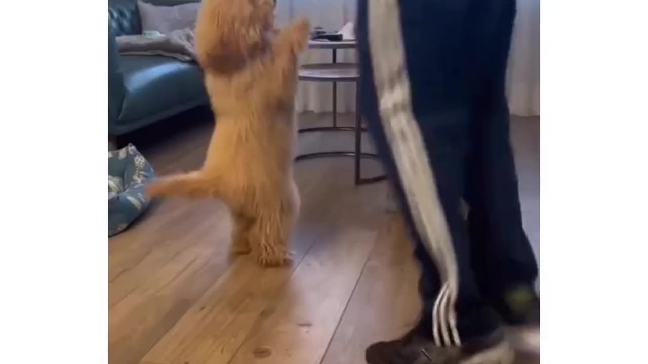 The Best Video You Can See Today!!!▼⁠・⁠ᴥ⁠・⁠▼