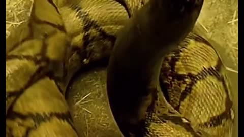 A collection of close-up moments of snakes