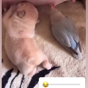 This parrot grows up eating dog milk