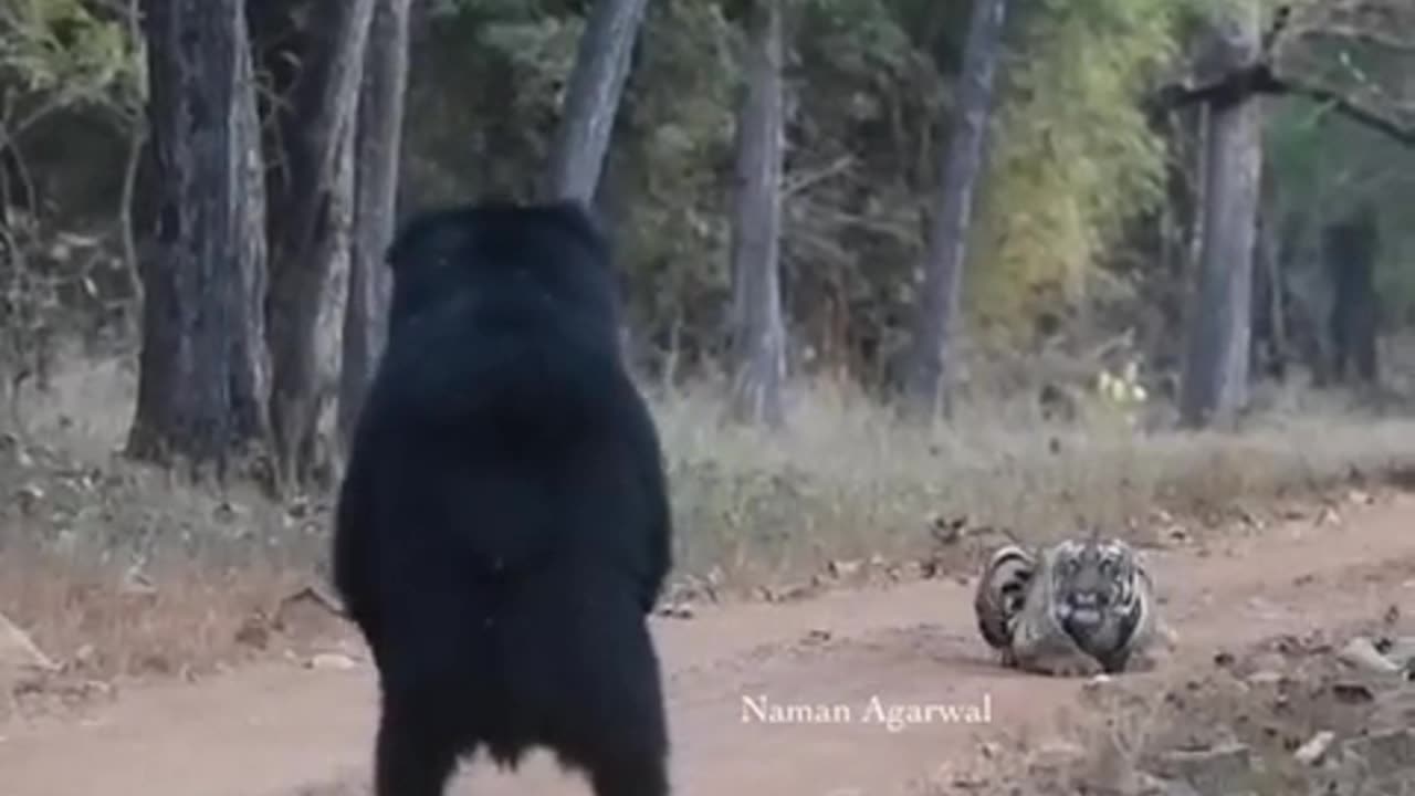 Lion and bear
