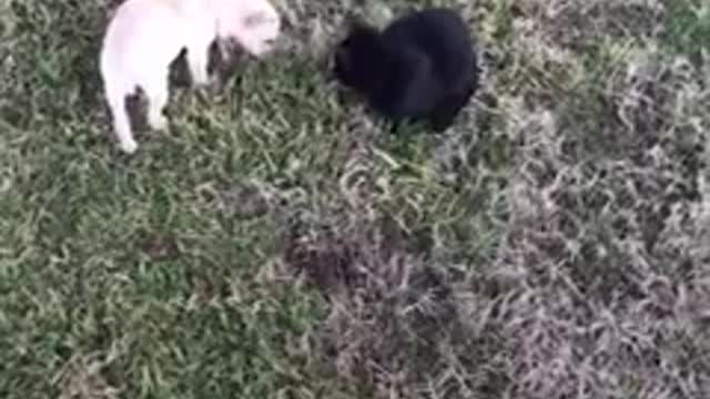 Teenager Sneaks Lost Puppy Into His House When His Parents Fall Asleep