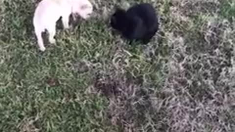Teenager Sneaks Lost Puppy Into His House When His Parents Fall Asleep