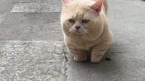 I WILL FIND YOU BABY