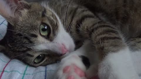 Green Eyed Cat Takes a Bite of Mommy's Finger