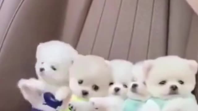 Baby Dogs - Cute and Funny Dog