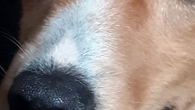funny dogs