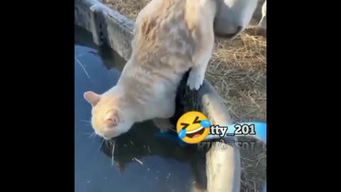 Funny cat video #short#video#