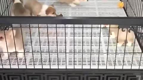A nest of Corgi