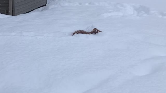 Nine-Week-Old Doggy Swimming in the Snow