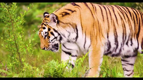 Beautiful Tiger