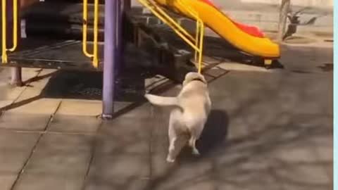 This dog is really enjoying the park