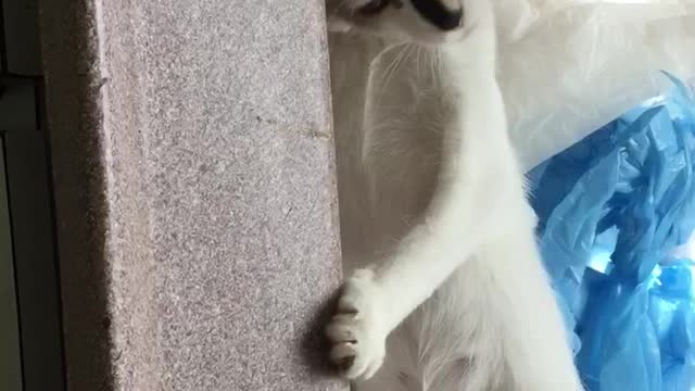 playing in the sink