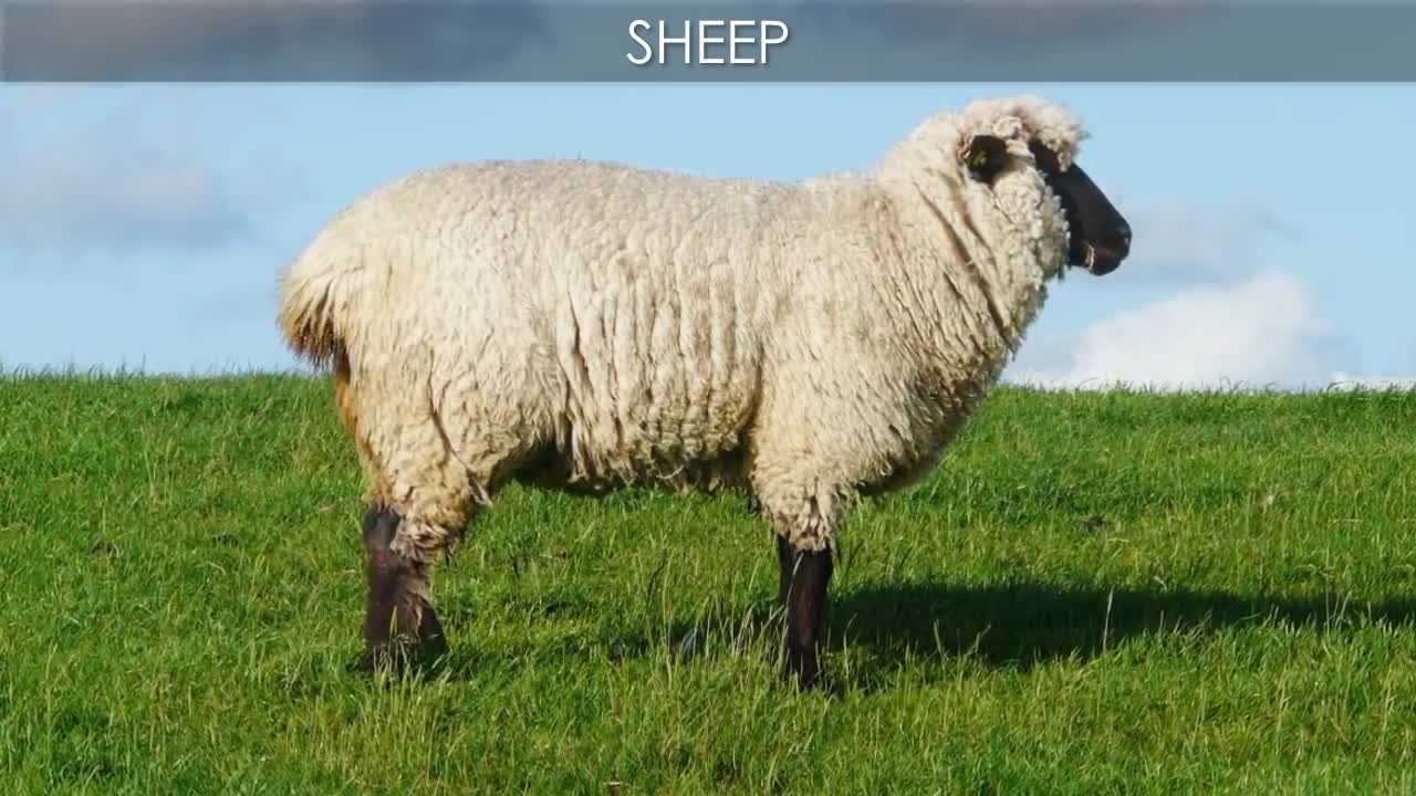 Animals sounds in 4K