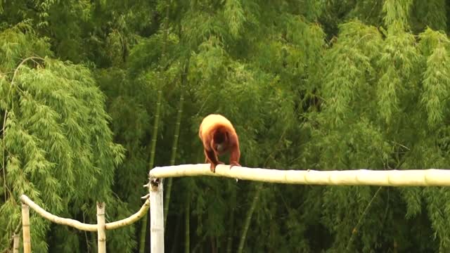 Howler Monkey - 12813
