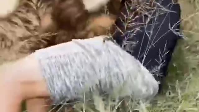 Animals are also good friends of human beings, as long as you pay attention