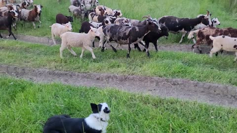 Pasture move - 05/29/24