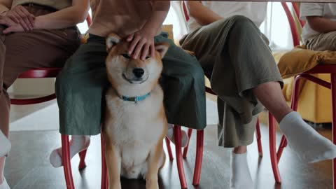 Dog at the dinner table