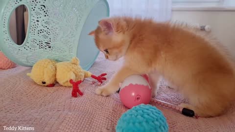 Please play with us. Cheerful orange kittens