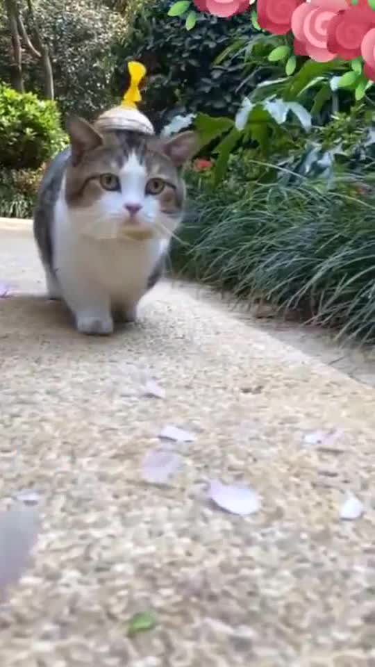 Cat and flowers are so beautiful 😍