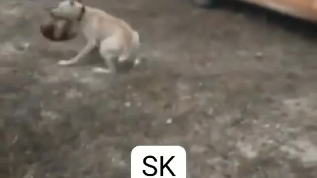 Dog funny power full video