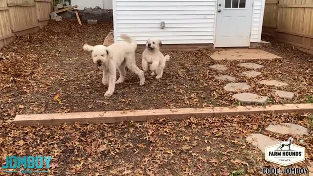 Dogs Play Fight Over a Ball, a breakdown