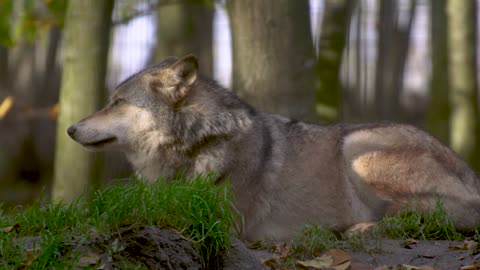 husky dog #forest #rest