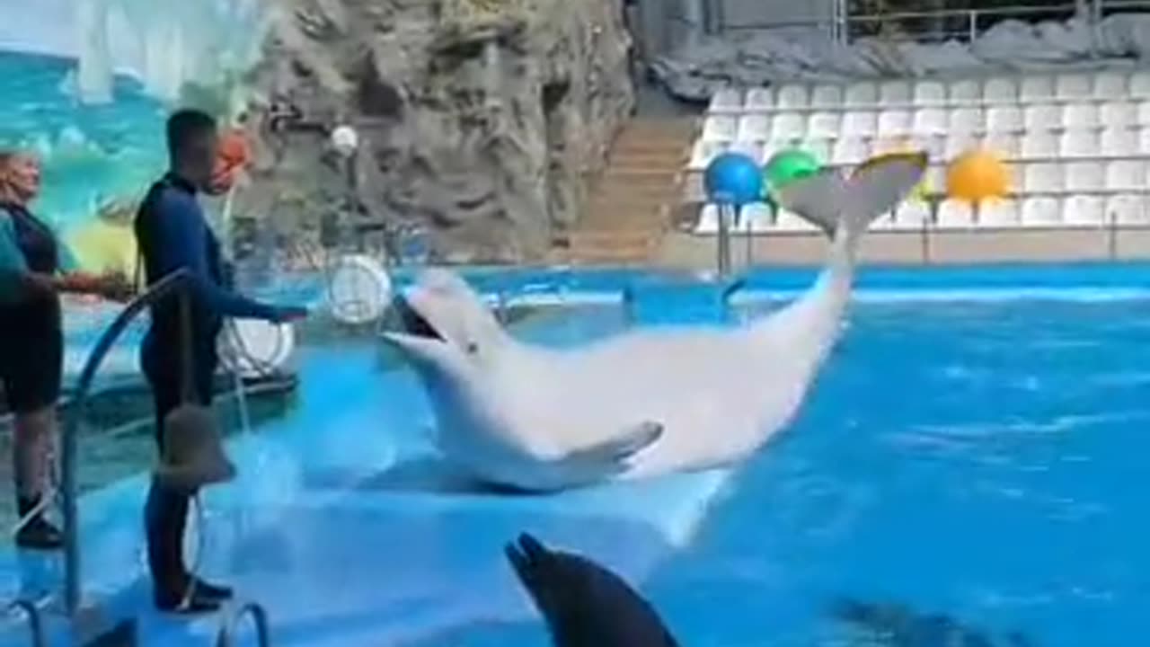 dolphin are well trained