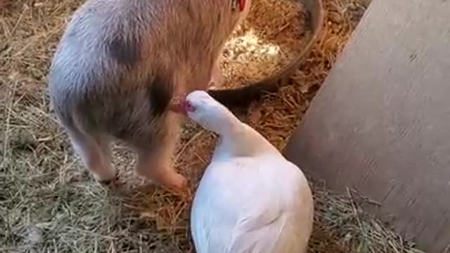 Ark of Grace Sanctuary: Maisy The Duck & Noble The Pig Saga Part 2!