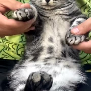 Adorable cat sleepily dances to the music in a funny way