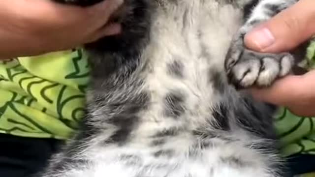 Adorable cat sleepily dances to the music in a funny way