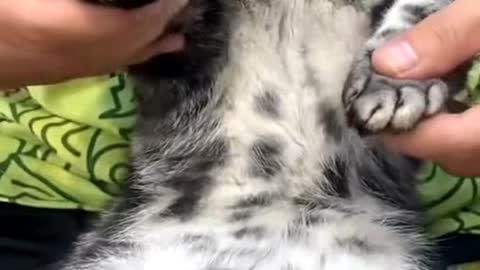 Adorable cat sleepily dances to the music in a funny way