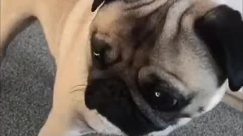 Funniest and cutest compilation - puppy pug dog