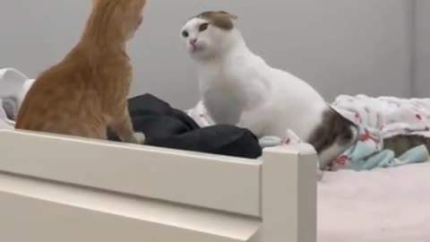 ps🐶_ #funny Cute Cats #shorts Video🤣_ #trending #animals #reels
