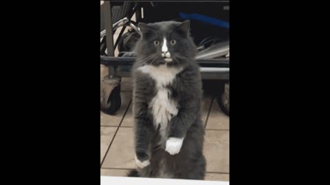 Gif video of cat scared by snake