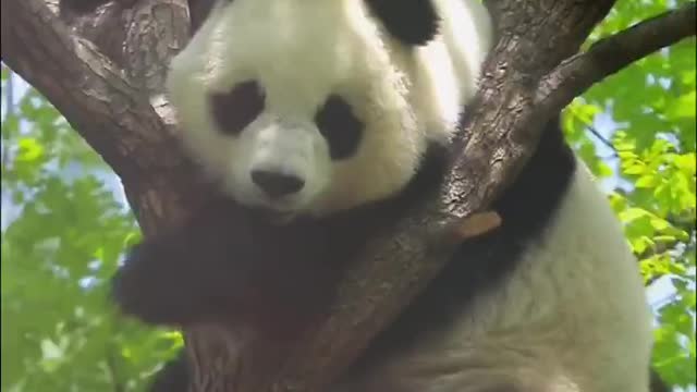 The giant panda can't get down from the tree