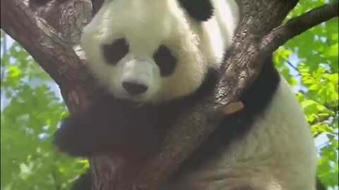 The giant panda can't get down from the tree